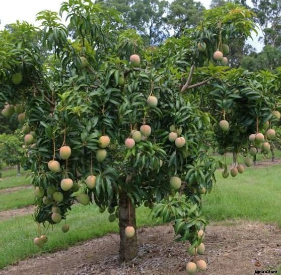 Mango Farming Project Report, Cost and Profit Analysis