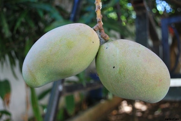 Mango Farming Project Report, Cost and Profit Analysis