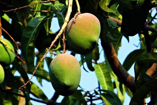 Mango Farming Project Report, Cost and Profit Analysis