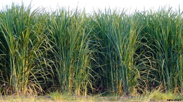 Sugarcane Farming Project Report, Cost and Profit