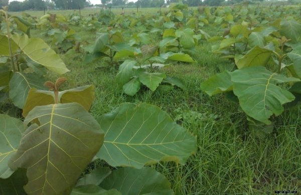 Teak Wood Farming Project Report, Cost and Profit