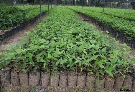 Teak Wood Farming Project Report, Cost and Profit