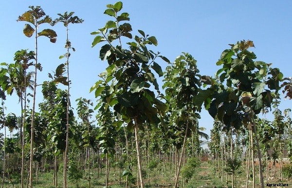 Teak Wood Farming Project Report, Cost and Profit