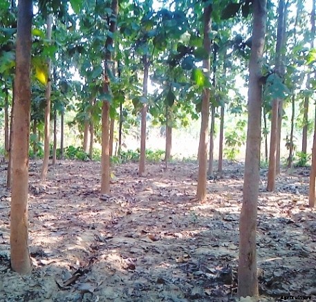 Teak Wood Farming Project Report, Cost and Profit