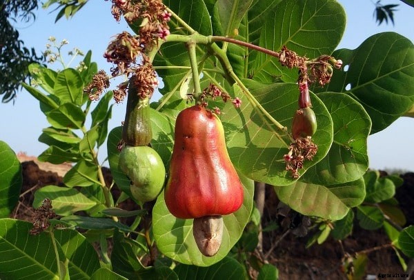 Cashew Nut Farming Project Report, Cost and Profit