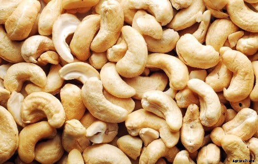 Cashew Nut Farming Project Report, Cost and Profit