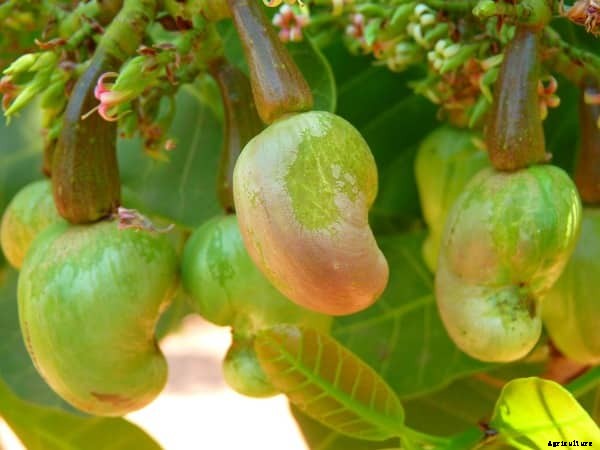 Cashew Nut Farming Project Report, Cost and Profit