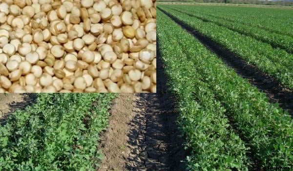 Quinoa Farming Project Report, Cost and Profit