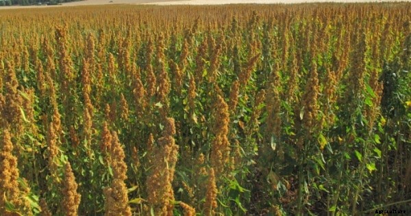 Quinoa Farming Project Report, Cost and Profit