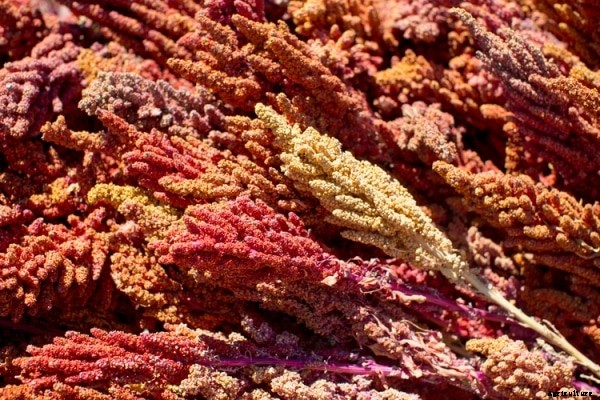 Quinoa Farming Project Report, Cost and Profit