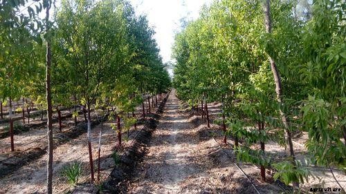 Sandalwood Farming Project Report, Cost and Profit