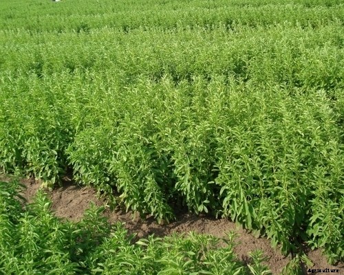 Stevia Cultivation Project Report, Cost and Profit