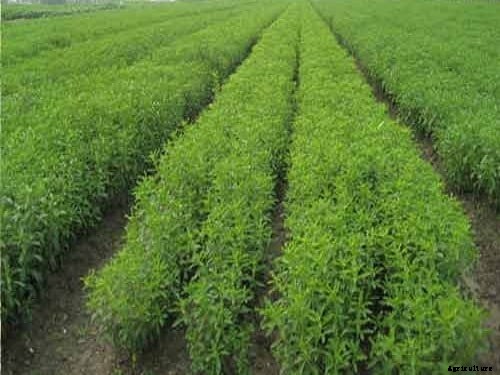 Stevia Cultivation Project Report, Cost and Profit