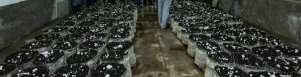 Mushroom Farming Project Report, Cost and Profit Analysis