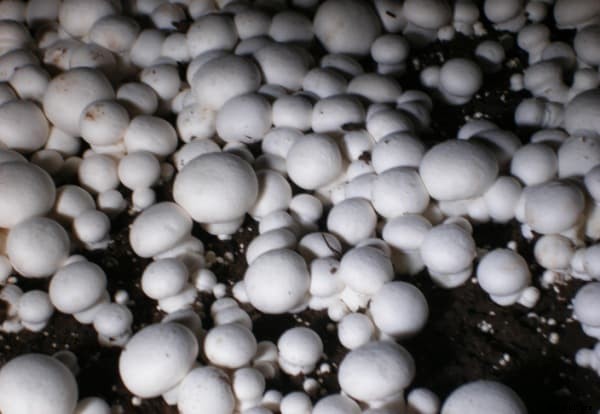 Mushroom Farming Project Report, Cost and Profit Analysis
