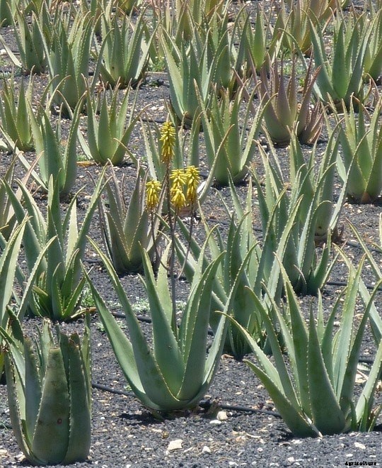 Aloe Vera Farming Project Report, Cost and Profit