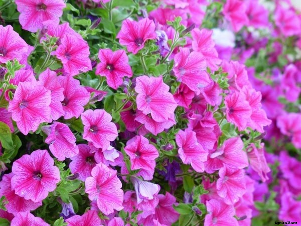 Growing Ornamental Plants – A Beginners Guide