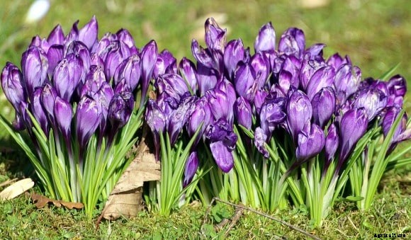 Growing Ornamental Plants – A Beginners Guide