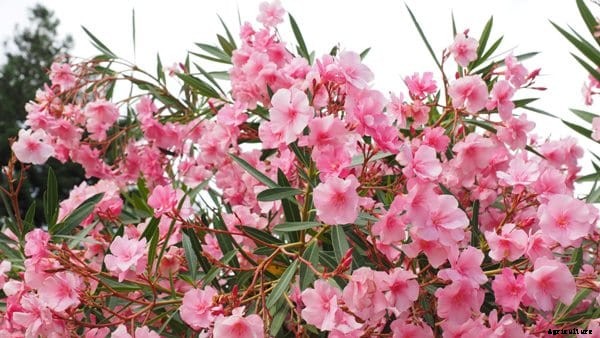 Growing Ornamental Plants – A Beginners Guide