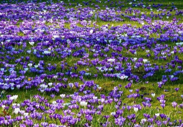 Saffron Farming Project Report, Cost and Profit