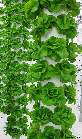 Vertical Hydroponic Farming Systems Information