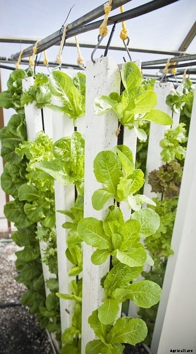 Vertical Hydroponic Farming Systems Information