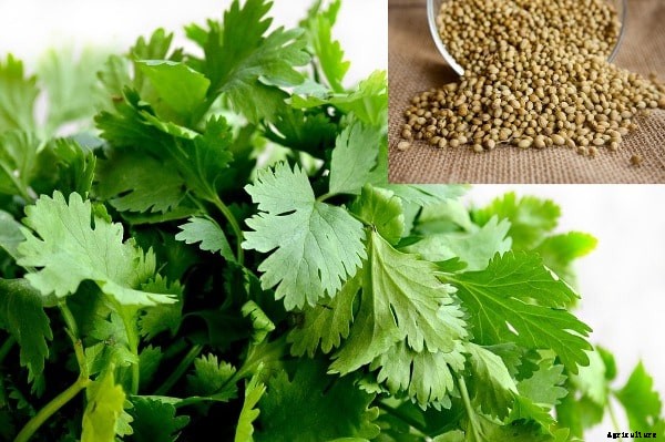 Spice Farming, Cultivation Practices