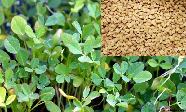 Spice Farming, Cultivation Practices