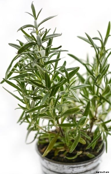 Spice Farming, Cultivation Practices