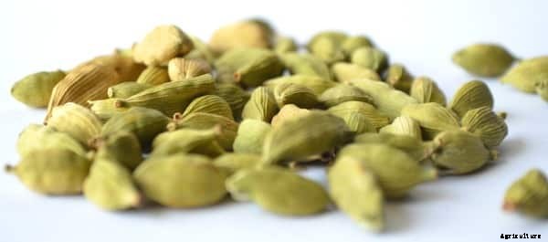 Spice Farming, Cultivation Practices