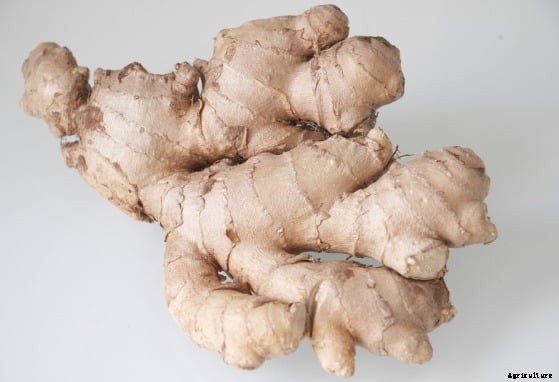 Spice Farming, Cultivation Practices