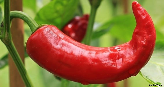 Spice Farming, Cultivation Practices