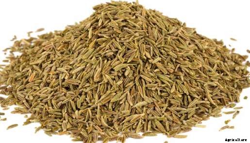 Spice Farming, Cultivation Practices