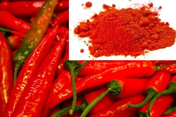 Spice Farming, Cultivation Practices