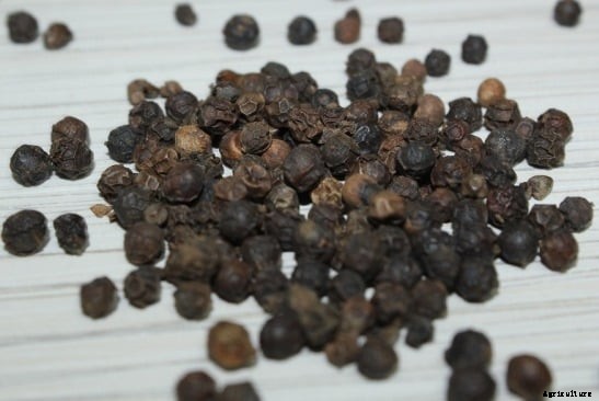 Spice Farming, Cultivation Practices