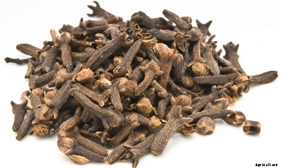 Spice Farming, Cultivation Practices