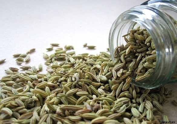 Spice Farming, Cultivation Practices