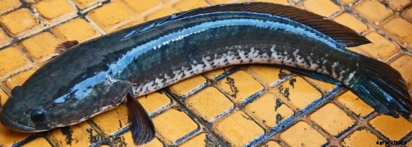 Murrel Fish Farming Project Report, Cost & Profits