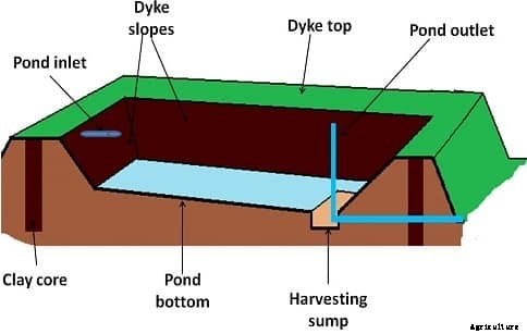 Murrel Fish Farming Project Report, Cost & Profits