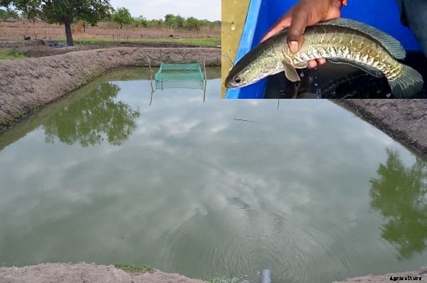 Murrel Fish Farming Project Report, Cost & Profits