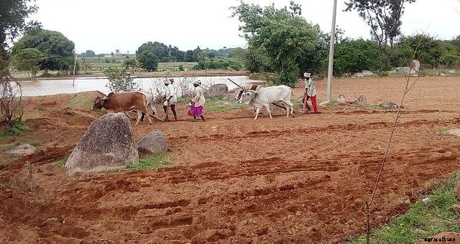 Zero Budget Natural Farming (ZBNF) Information