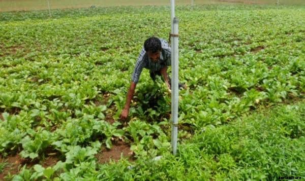 Zero Budget Natural Farming (ZBNF) Information