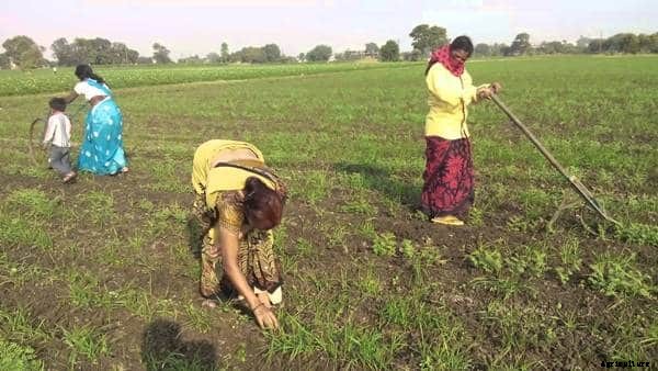 Zero Budget Natural Farming (ZBNF) Information