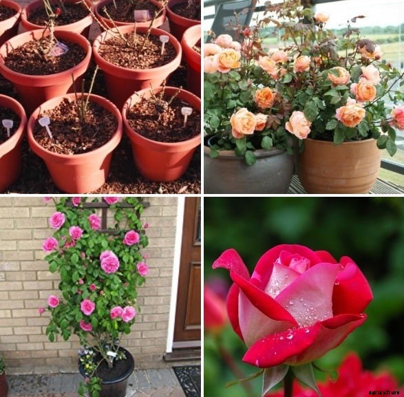 Growing Roses In Containers, Pots, Backyards