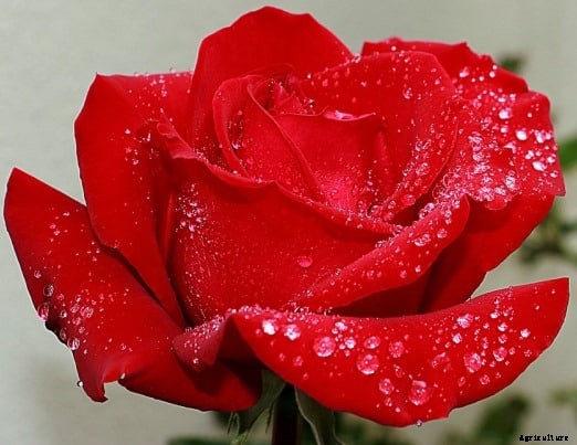 Growing Roses In Containers, Pots, Backyards