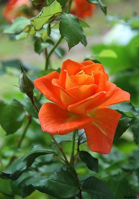 Growing Roses In Containers, Pots, Backyards