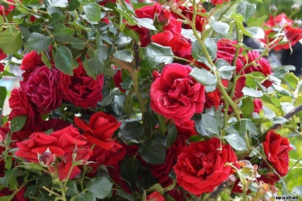 Growing Roses In Containers, Pots, Backyards