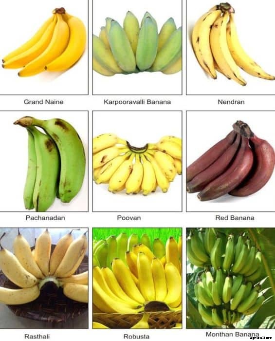 Growing Banana In Containers, Pots, Backyards