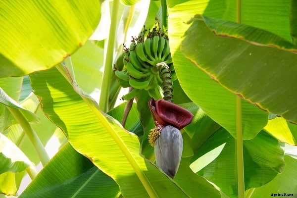 Growing Banana In Containers, Pots, Backyards