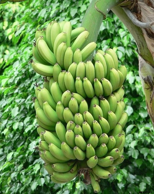 Growing Banana In Containers, Pots, Backyards